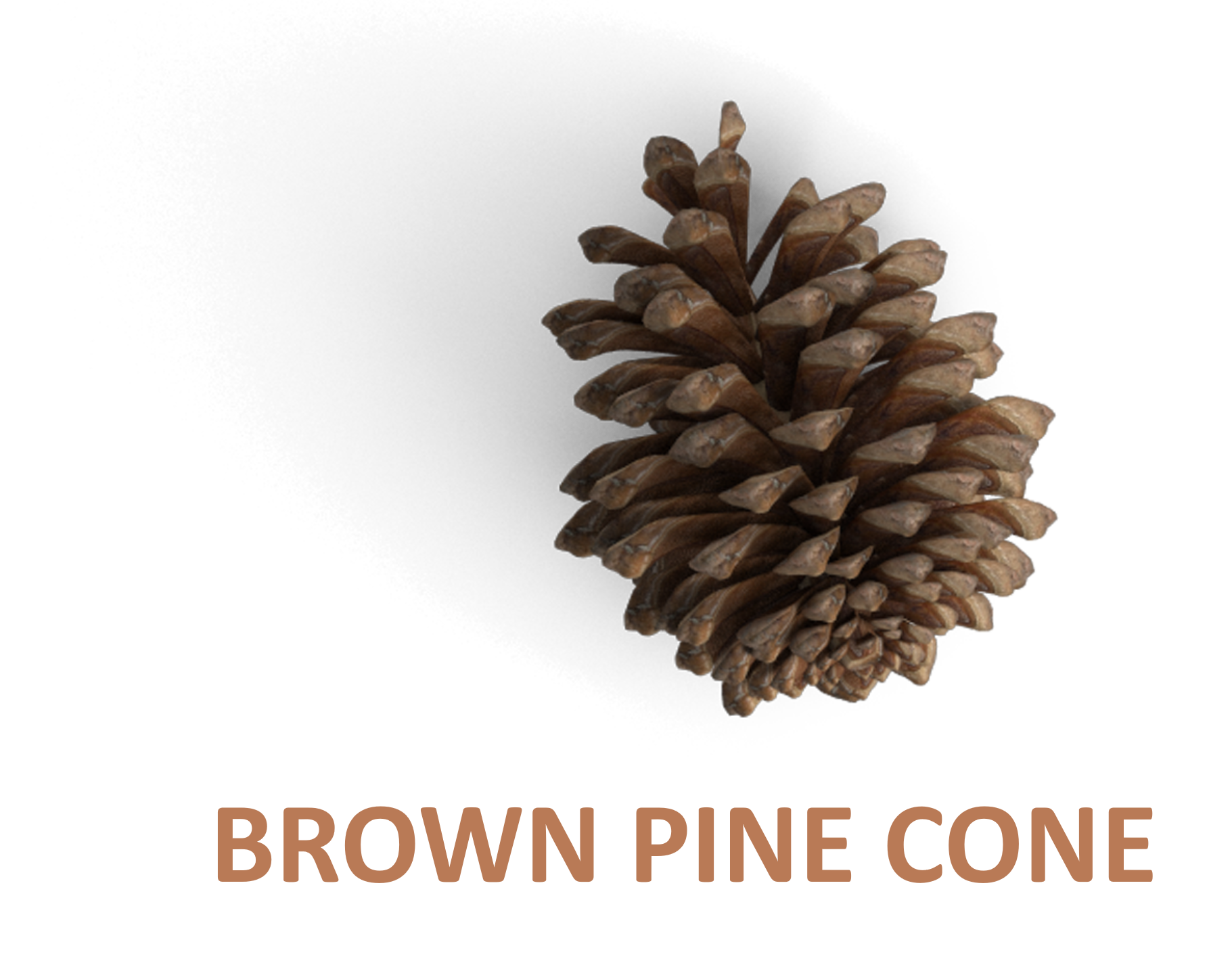 BrownPineCone